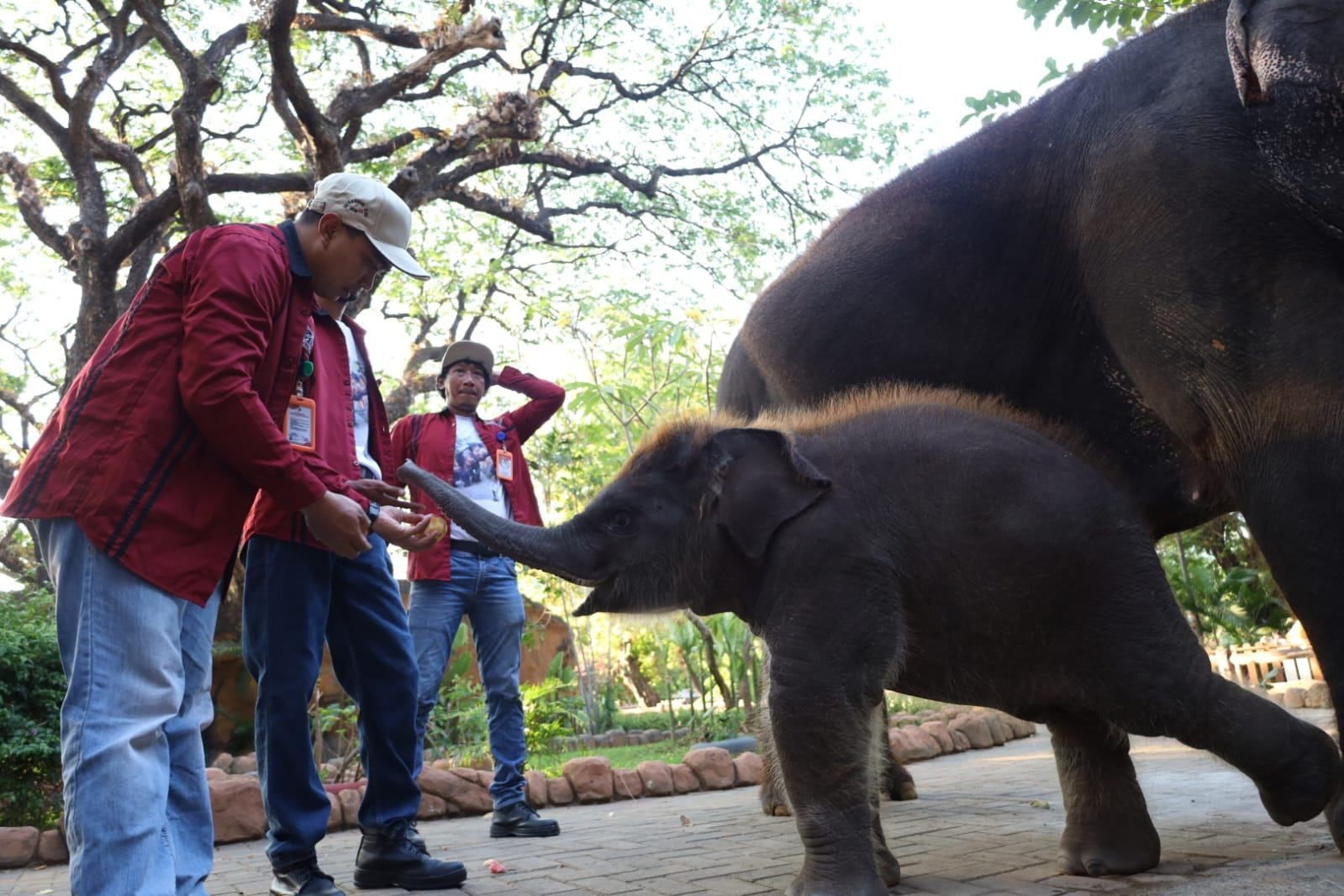 Jadi Kado Spesial di HUT ke-108, PDTS KBS Kenalkan Anak Gajah Sumatera “Rocky Balboa” ke Publik