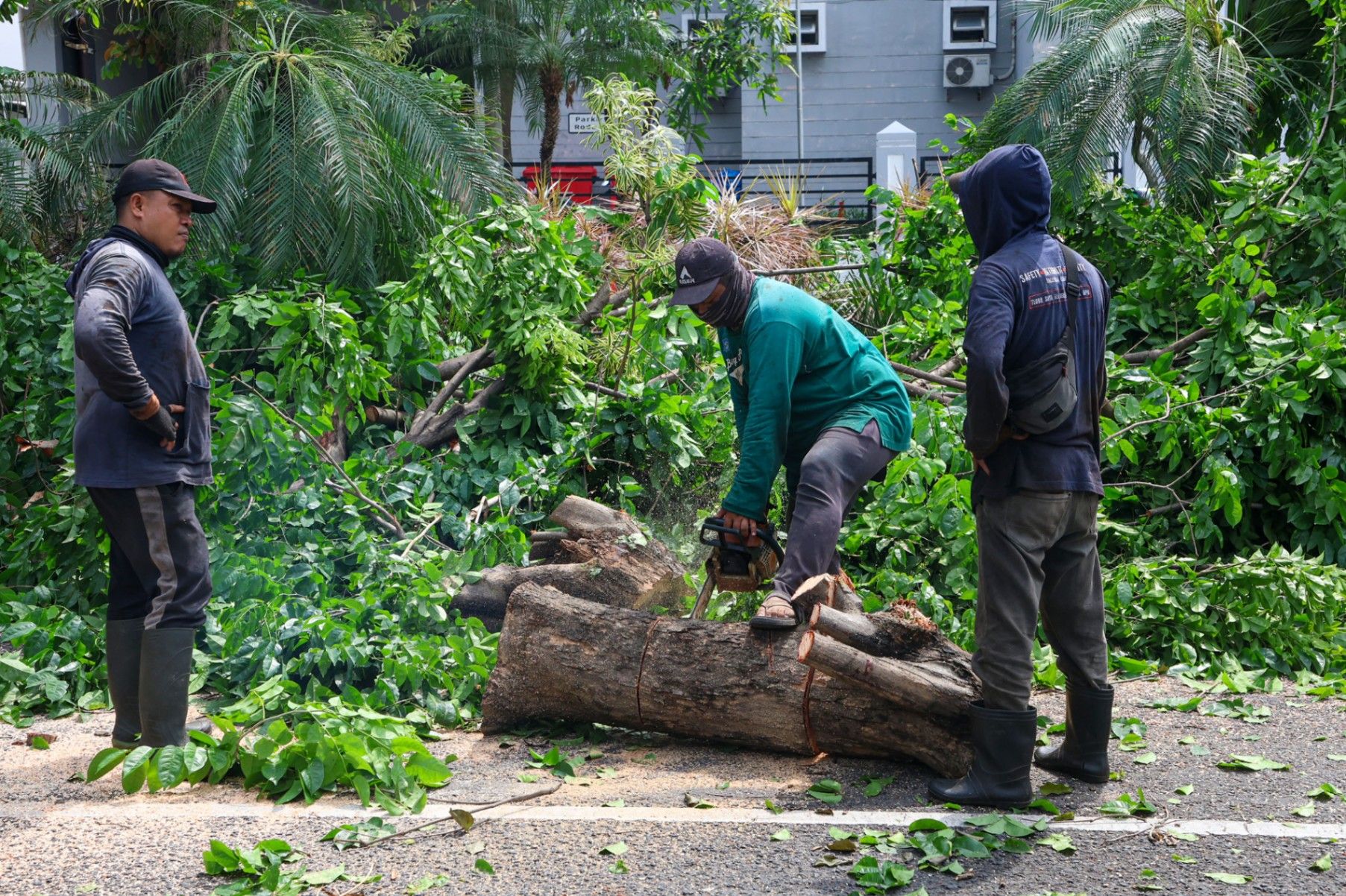 Pemkot Surabaya Gandeng Perguruan Tinggi Deteksi Pohon Rawan Tumbang