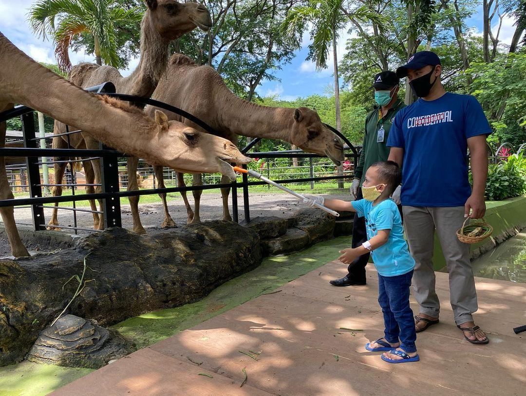 Pengunjung KBS Tembus 2,1 Juta, PDTS Siapkan Restocking Komodo ke Habitat Asli