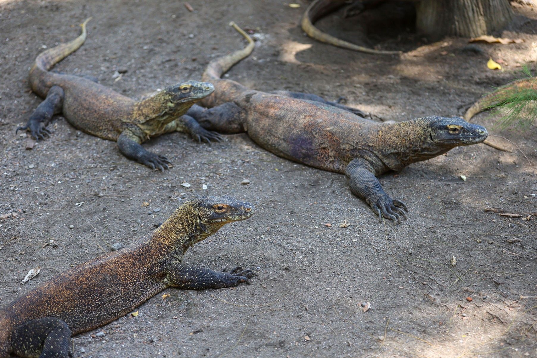 Breeding Satwa Berhasil, Koleksi Komodo Kebun Binatang Surabaya Tembus Lebih dari 50 Ekor