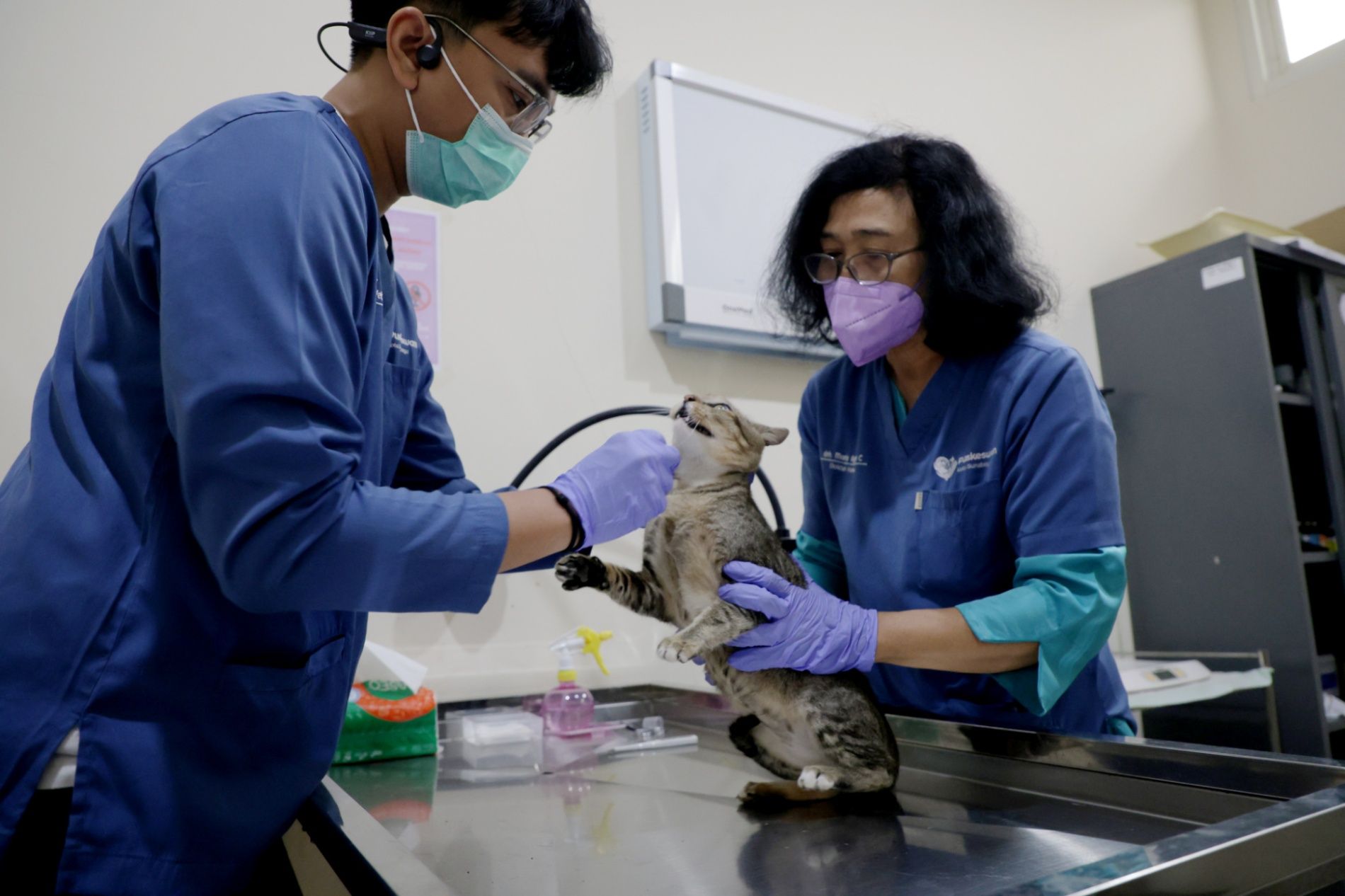 HJKS 2026, Pemkot Surabaya Sterilisasi 100 Kucing Gratis untuk Tekan Populasi Kucing Liar
