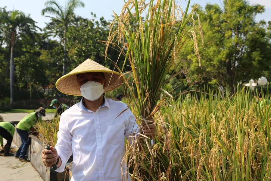 Jaga Sustainability Ketahanan Pangan, Wali kota Eri Panen 72 Kilogram Padi di Taman Surya sebagai Percontohan