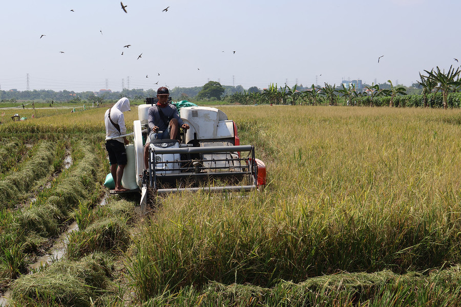 Jaga Ketahanan Pangan, Pemkot Surabaya Panen Padi bersama Poktan Sri Sedono