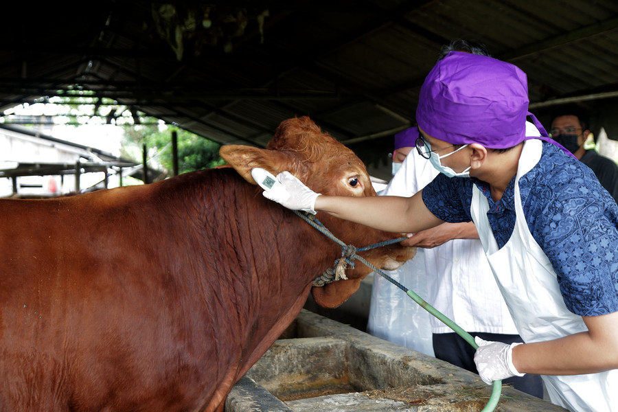 Pemkot Surabaya Imbau Warga Tak Buang Limbah Rumen Hewan Kurban di Sungai